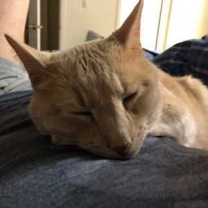 Meet your Posher, T.